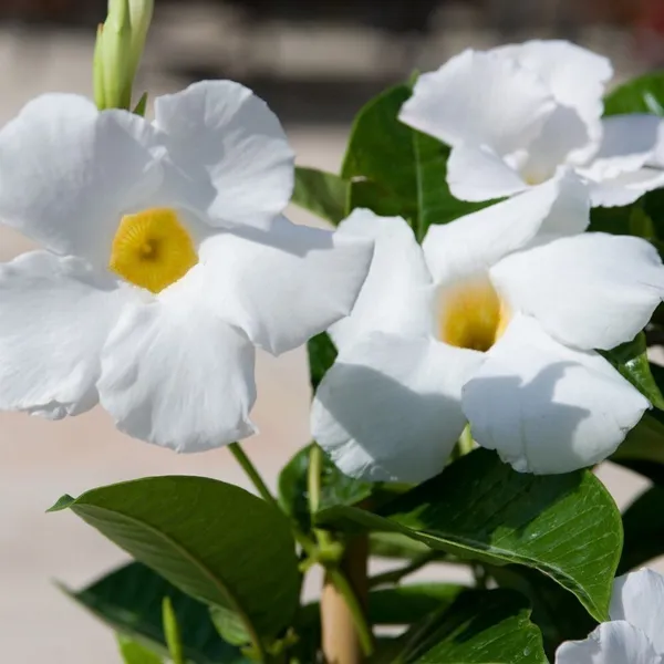 Mandevilla_Plant_(Hybrid,_Pack_of_1)