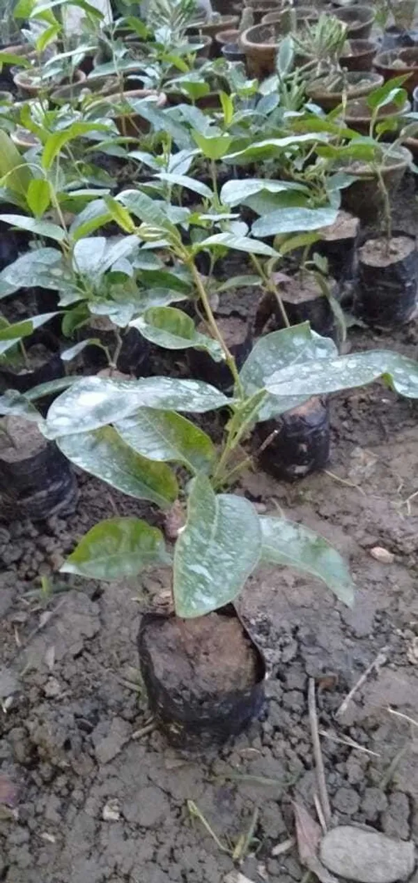 Mandevilla_Plant_(Hybrid,_Pack_of_1)