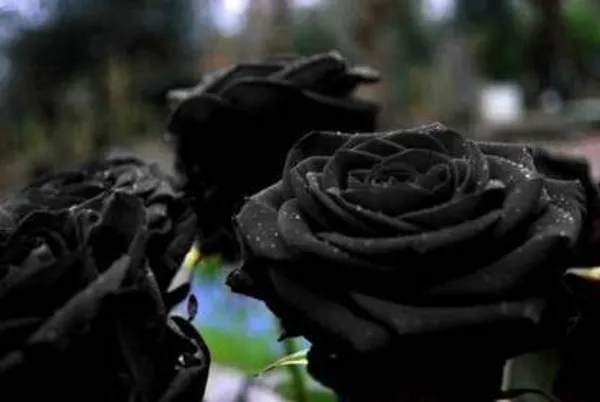 Rose_Plant_(Hybrid,_Pack_of_1)