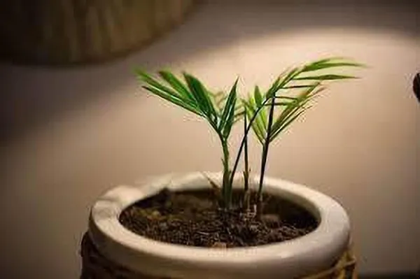 Areca_Plam_(Hybrid,_Pack_of_1)