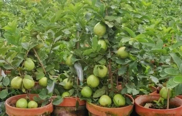 Guava_Plant_(Hybrid,_Pack_of_1)