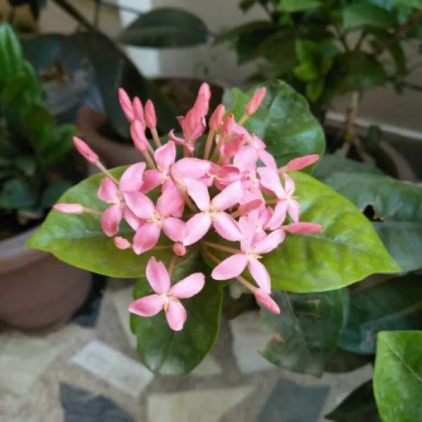Trothic_Ixora/Chethi_Plant_(Hybrid,_Pack_of_1)