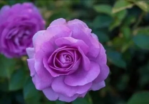 Rose_Plant_(Hybrid,_Pack_of_1)