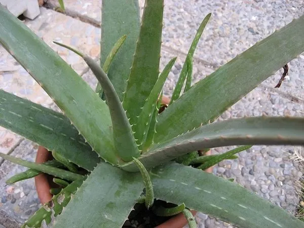 Aloe_Vera_Plant_(Hybrid,_Pack_of_1)