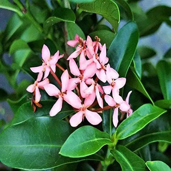 Trothic_Ixora/Chethi_Plant_(Hybrid,_Pack_of_1)