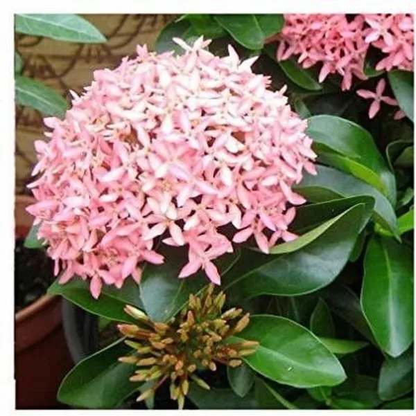 Trothic_Ixora/Chethi_Plant_(Hybrid,_Pack_of_1)