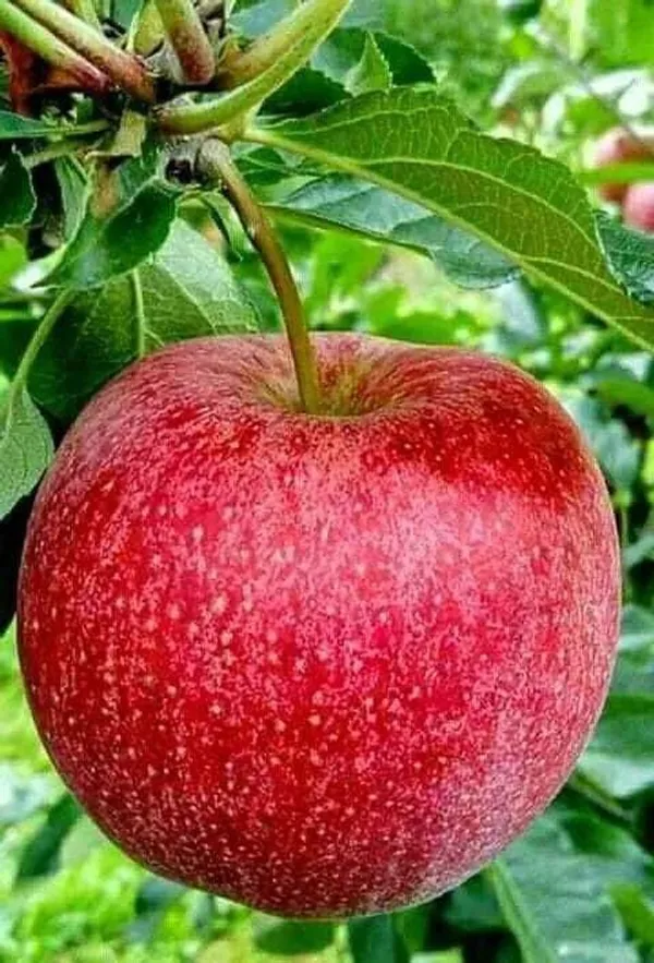 Apple_Plant_(Hybrid,_Pack_of_1)
