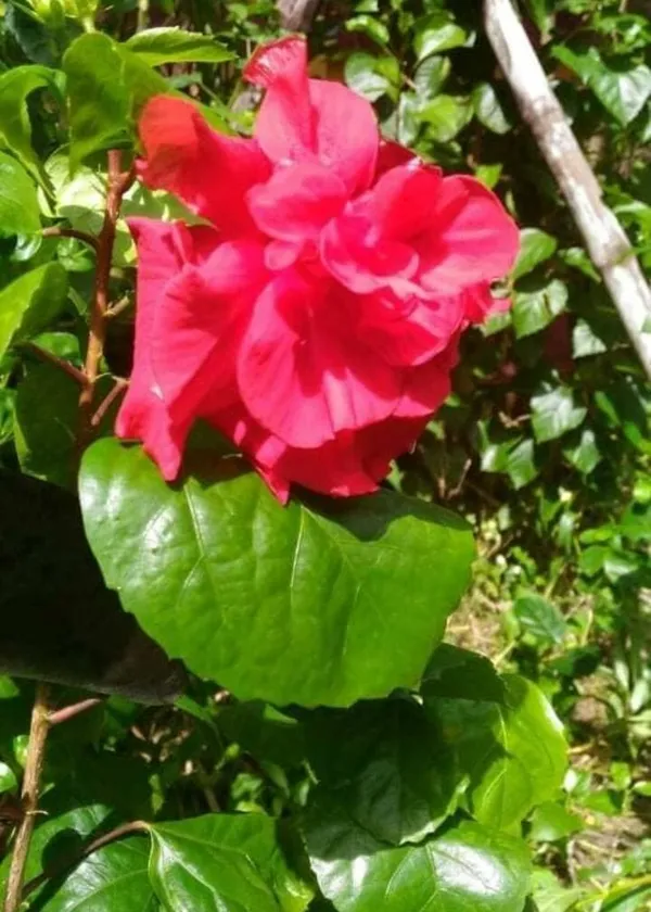 Hibiscus_Plant_(Hybrid,_Pack_of_1)