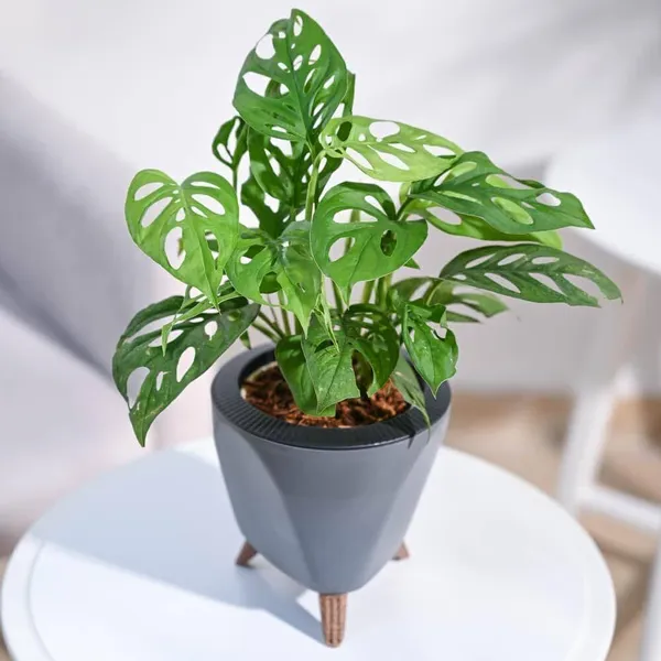Broken_Heart_Plant_(Hybrid,_Pack_of_1)