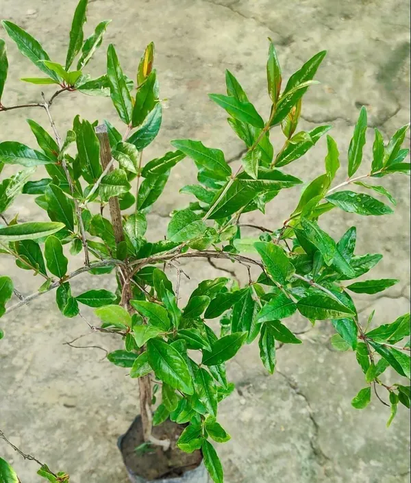 Pomegranate_Plant_(Hybrid,_Pack_of_1)