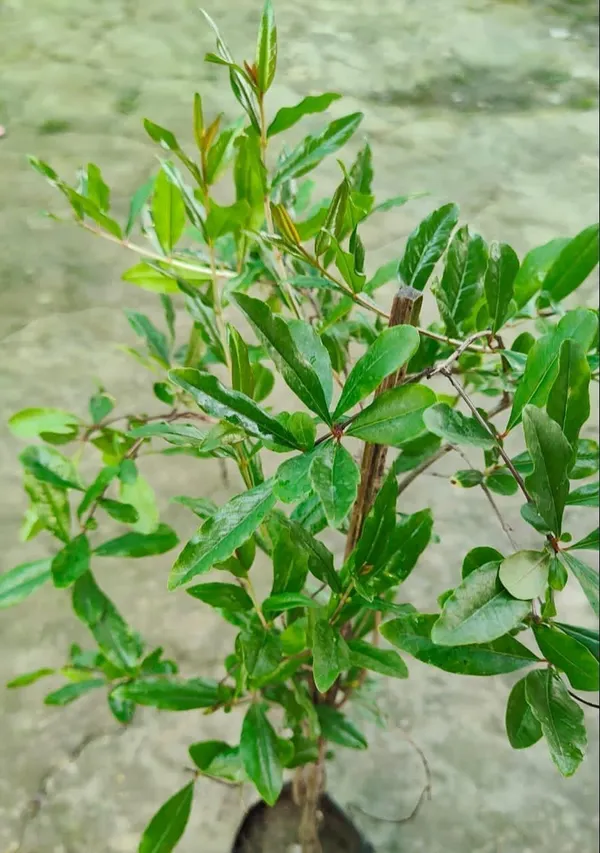 Pomegranate_Plant_(Hybrid,_Pack_of_1)