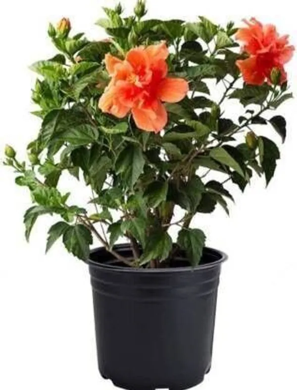 Hibiscus_Plant_(Hybrid,_Pack_of_1)