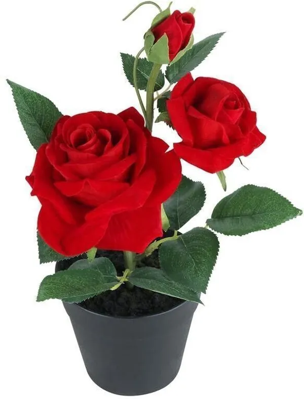 Rose_Plant_(Hybrid,_Pack_of_1)
