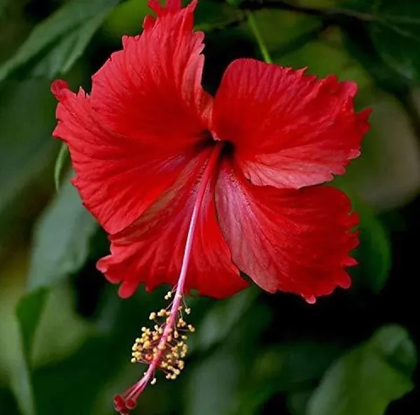 Hibiscus_Plant_(Hybrid,_Pack_of_1)