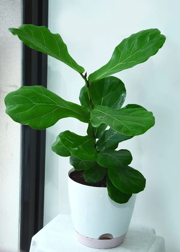 Ficus_Plant_(Hybrid,_Pack_of_1)