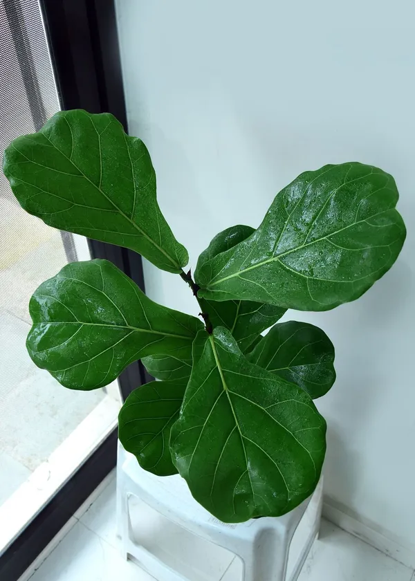 Ficus_Plant_(Hybrid,_Pack_of_1)