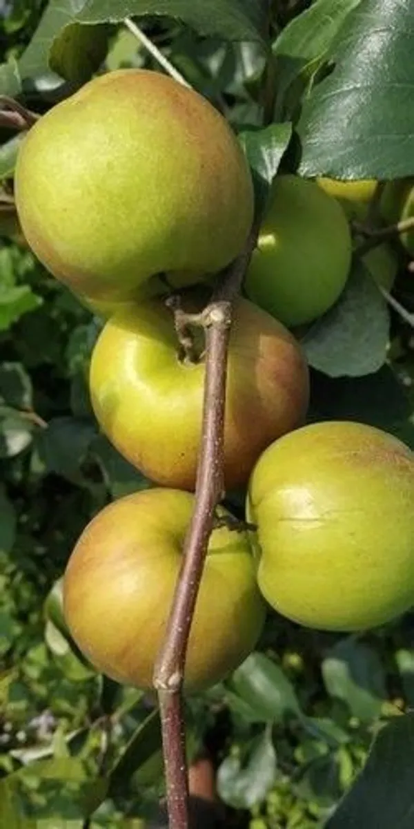 Ber_Apple_Plant_(Hybrid,_Pack_of_1)