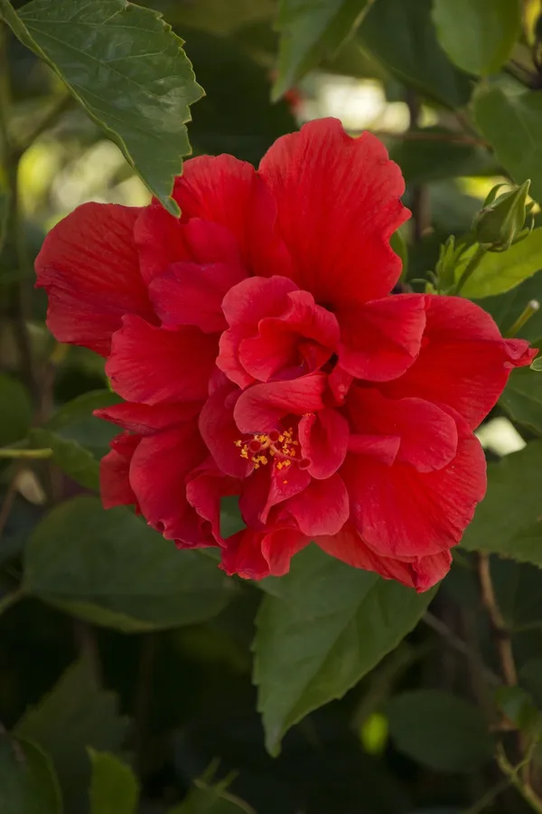 Hibiscus_Plant_(Hybrid,_Pack_of_1)