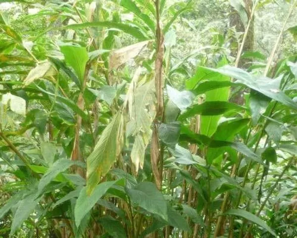 Elaichi/Cardamom_Plant_(Hybrid,_Pack_of_1)