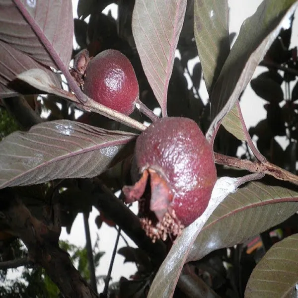 Guava_Plant_(Hybrid,_Pack_of_1)
