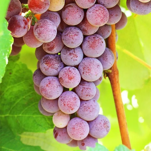Grapes_Plant_(Hybrid,_Pack_of_1)