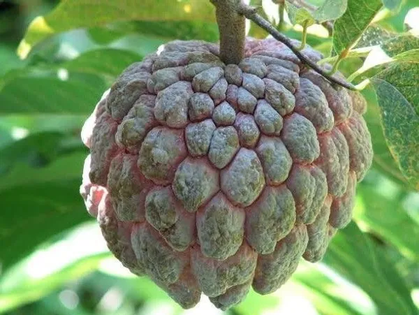 Custard_Apple_Plant_(Hybrid,_Pack_of_1)