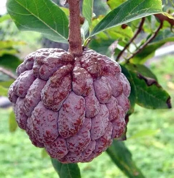 Custard_Apple_Plant_(Hybrid,_Pack_of_1)