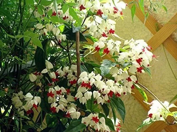 Madhumalti/Rangoon_Creeper_(Hybrid,_Pack_of_1)