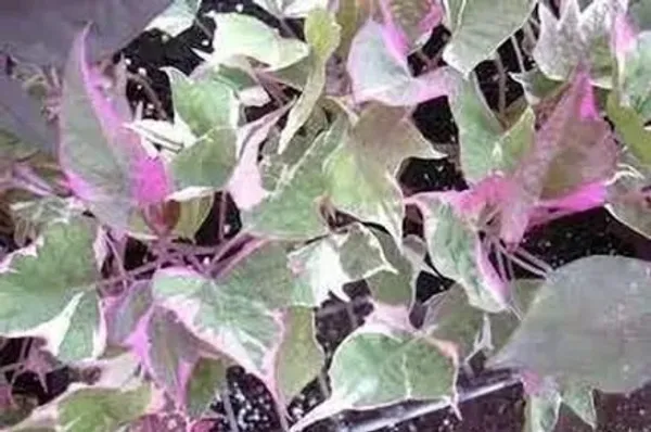 Sweet_Potato_Plant_(Hybrid,_Pack_of_1)