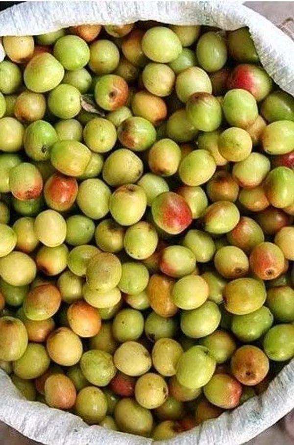 Ber_Apple_Plant_(Hybrid,_Pack_of_1)