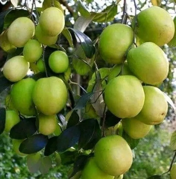 Ber_Apple_Plant_(Hybrid,_Pack_of_1)