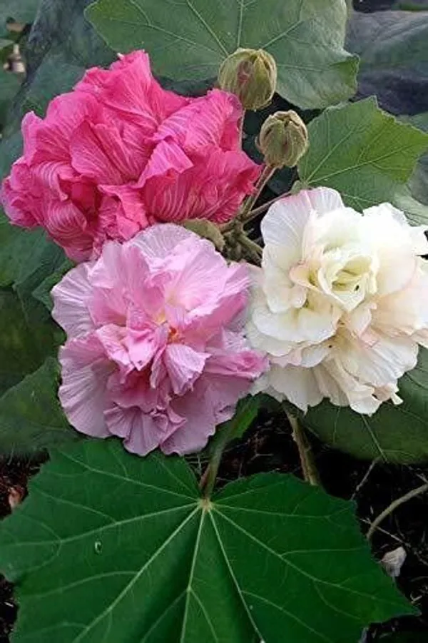 Lotus_Plant_(Hybrid,_Pack_of_1)