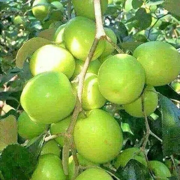 Ber_Apple_Plant_(Hybrid,_Pack_of_1)