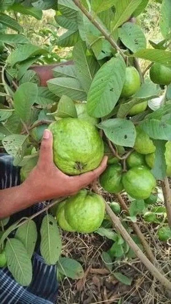 Guava_Plant_(Hybrid,_Pack_of_1)