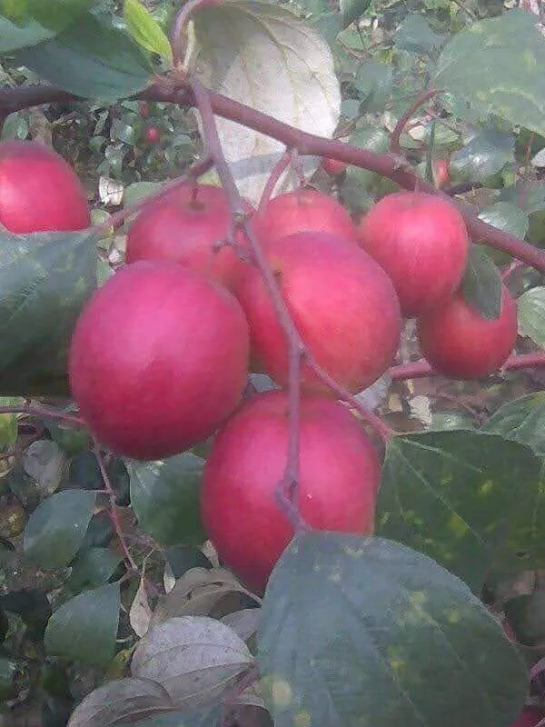 Ber_Apple_Plant_(Hybrid,_Pack_of_1)