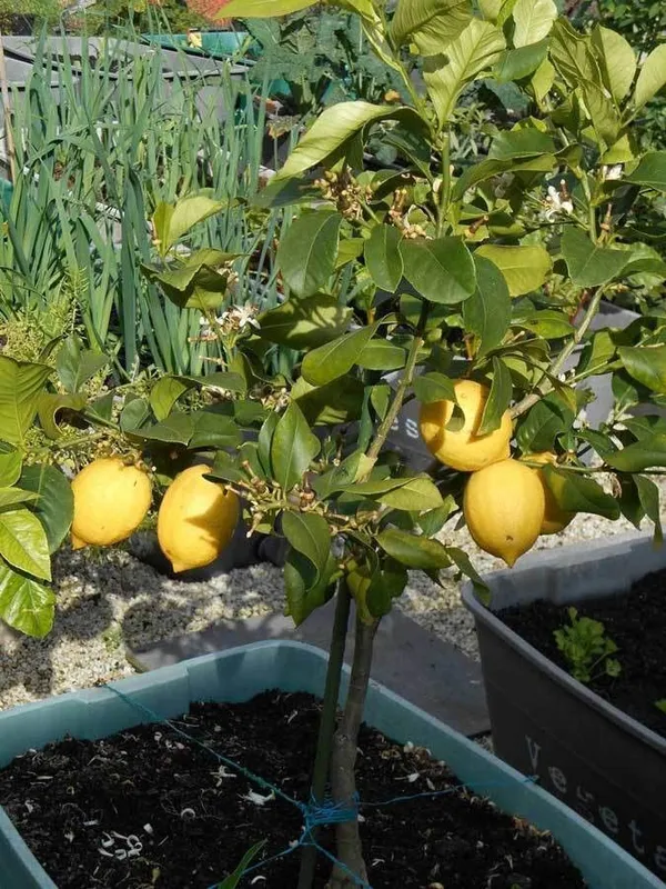 Lemon_Plant_(Hybrid,_Pack_of_1)