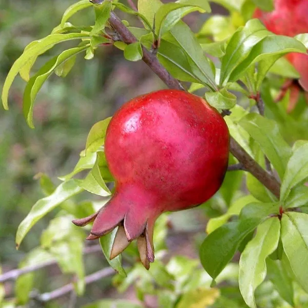 Pomegranate_Plant_(Hybrid,_Pack_of_1)