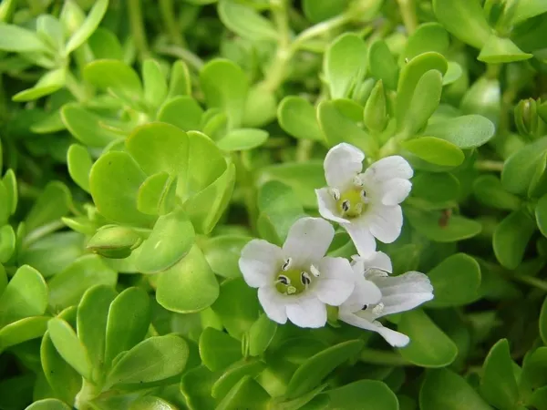 Bacopa_Monnieri_(Hybrid,_Pack_of_1)