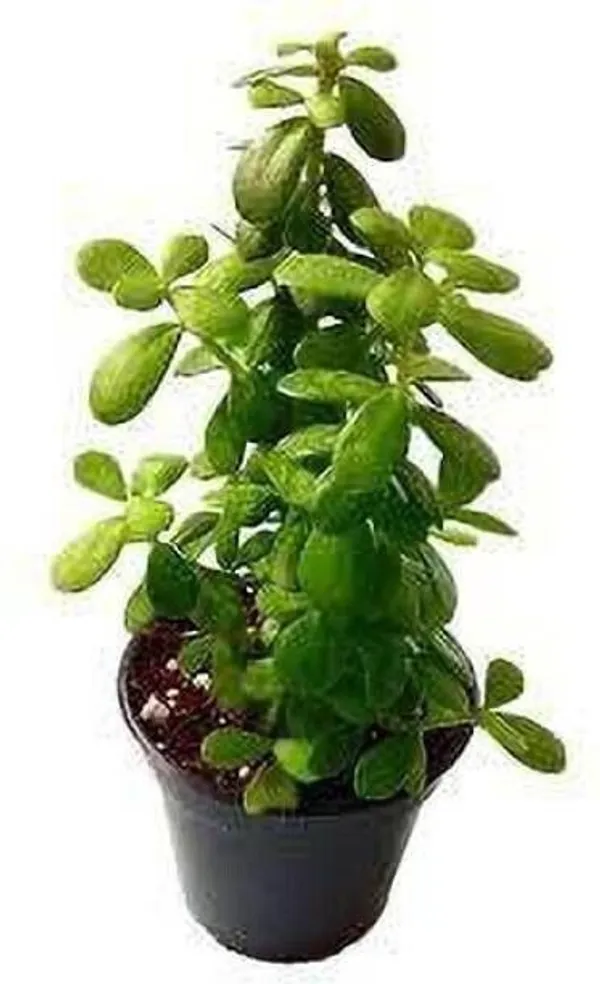 Jade_Plant_(Hybrid,_Pack_of_1)