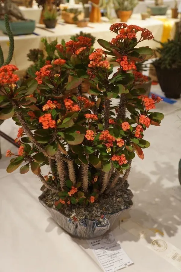 Euphorbia_Plant_(Hybrid,_Pack_of_1)