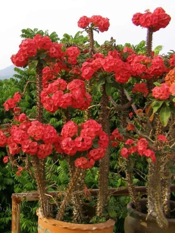Euphorbia_Plant_(Hybrid,_Pack_of_1)