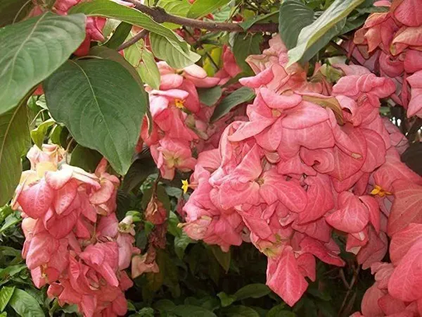 Mussaenda_Plant_(Hybrid,_Pack_of_1)