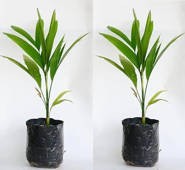 Betel_Nut/Supari_Plant_(Hybrid,_Pack_of_1)