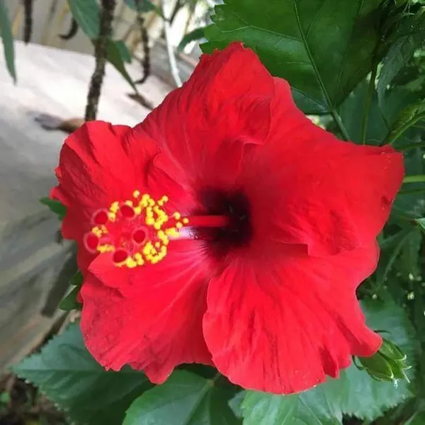 Hibiscus_Plant_(Hybrid,_Pack_of_1)