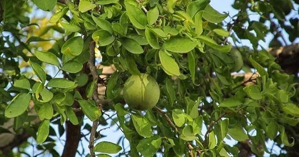 Bel_Plant_(Hybrid,_Pack_of_1)