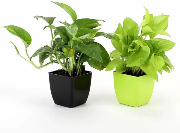 Money_Plant_(Hybrid,_Pack_of_1)