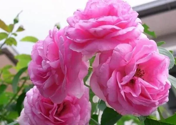 Rose_Plant_(Hybrid,_Pack_of_1)