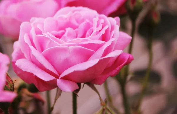 Rose_Plant_(Hybrid,_Pack_of_1)