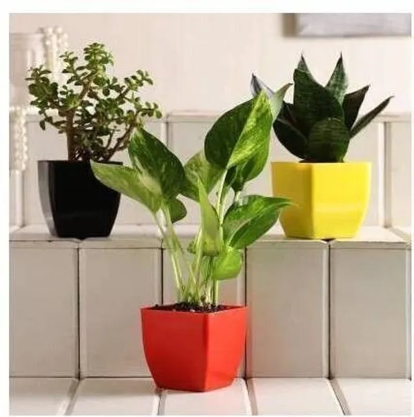 Money_Plant_(Hybrid,_Pack_of_1)