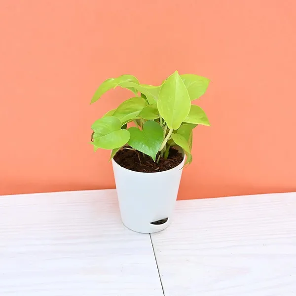 Money_Plant_(Hybrid,_Pack_of_1)